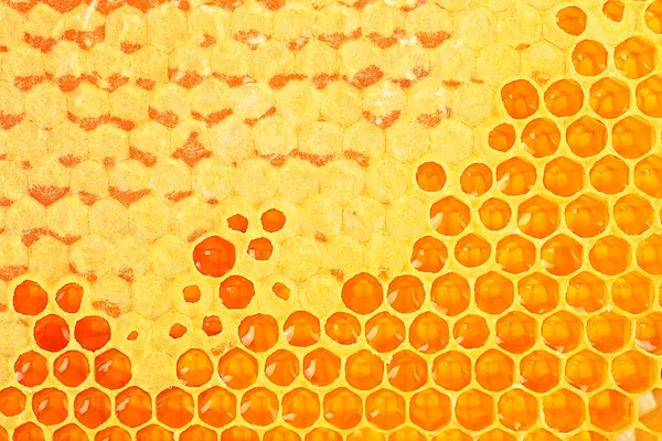 Tam Hücreli Bal Peteğinin Arkaplan Dokusu Arı Kovanından Bir Parça — Stok fotoğraf
