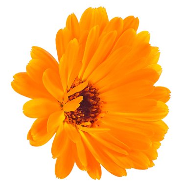 Beyaz arka planda izole edilmiş turuncu takvim çiçeği. Calendula officinalis. Kadife çiçeği.