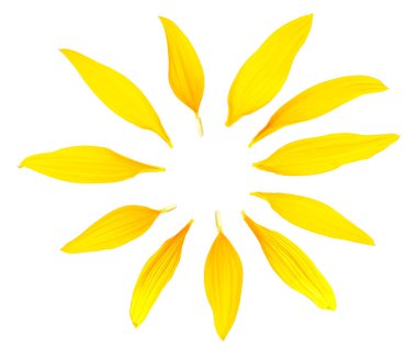 Beyaz arka planda izole edilmiş sarı ayçiçeği yapraklarının yuvarlak şekli