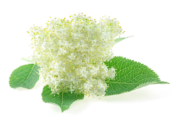 Inflorescence of elderberry isolated on a white background. Elderberry with flowers and green leaves. Blossoming elder.
