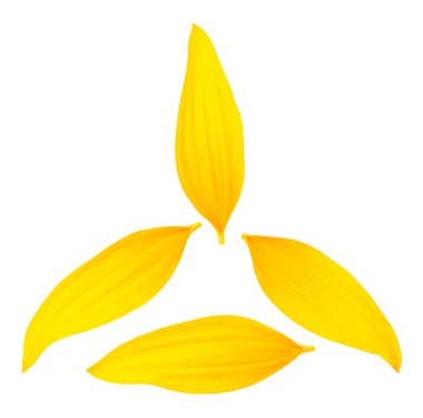 Beyaz arka planda izole edilmiş ayçiçeği yaprakları, üst manzara. Sarı yapraklar.