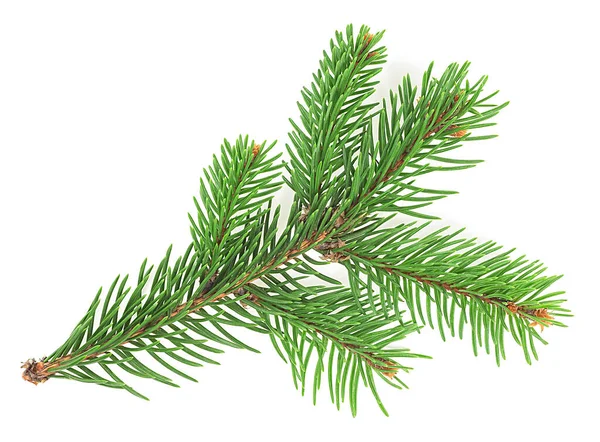 Πράσινο Κλαδί Έλατο Χριστουγεννιάτικου Δέντρου Βελόνες Που Απομονώνονται Λευκό Φόντο — Φωτογραφία Αρχείου