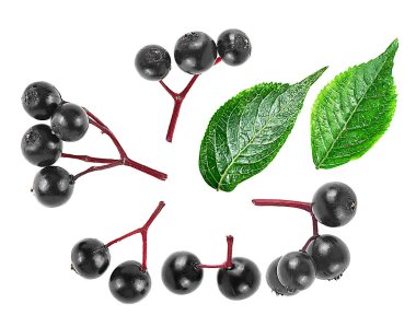 Beyaz arka planda taze mürver ve yeşil yapraklar, üst manzara. Siyah böğürtlen.