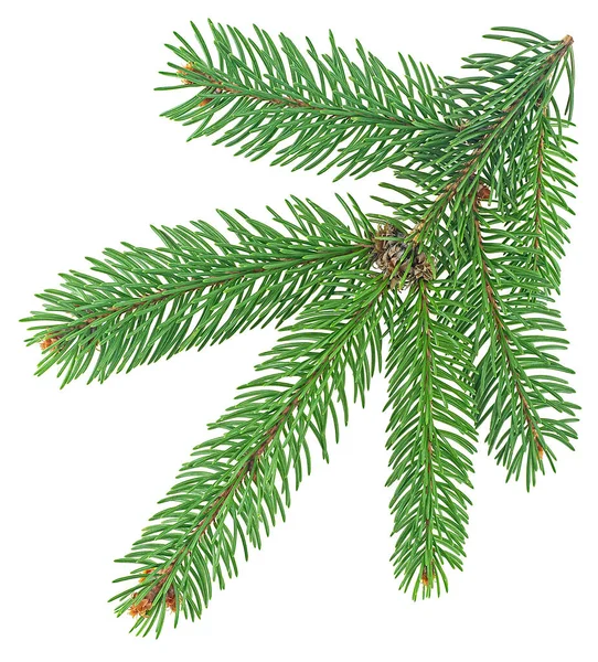 Κλαδί Του Χριστουγεννιάτικου Δέντρου Απομονώθηκε Λευκό Φόντο Κλάδος Ελάτης — Φωτογραφία Αρχείου