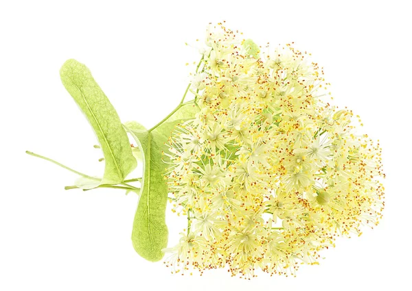 Linden plant isolated on a white background. Linden flowers.