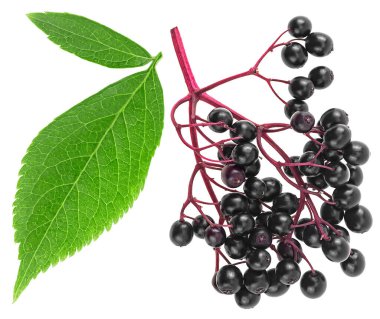 Beyaz arkaplanda yeşil yapraklı Mürver veya Sambucus, üst görünüm.