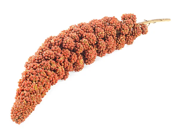 白を基調とした赤雑穀の小花 赤粟の種 — ストック写真