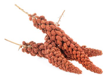 Red millet twigs isolated on a white background. Italian millet. Healthy food for diabetes persons. clipart