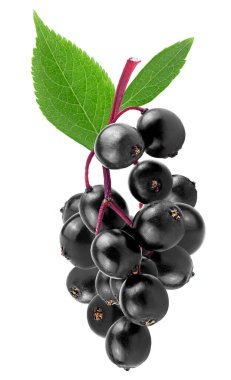 Beyaz arka planda yeşil yapraklı taze mürver meyvesi. Sambucus şubesi. Avrupa siyah mürver üzümü.