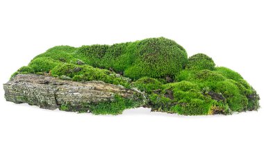 Green moss on rotten wooden bar isolated on a white background