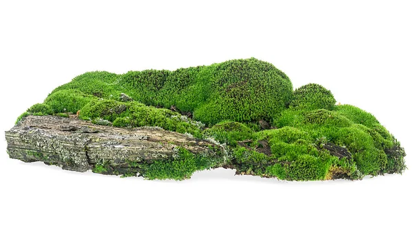 Green moss on rotten wooden bar isolated on a white background