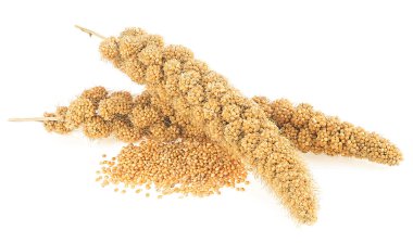 Twigs of Senegal millet and grains of millet isolated on a white background