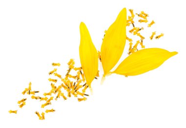 Yellow sunflower petals and young seeds of sunflower isolated on a white background