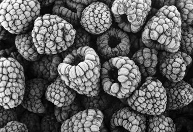 Frozen raspberries covered with hoarfrost, top view. Black and white image.