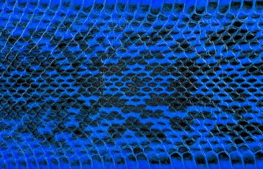 Mavi piton derisi, arka plan için deri dokusu.