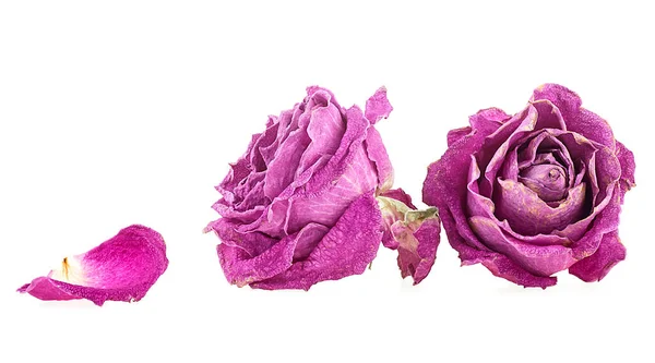 Faded purple roses with petals isolated on a white background. Faded dying roses.