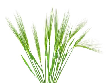 Beyaz arka planda izole edilmiş bir grup yeşil başak.