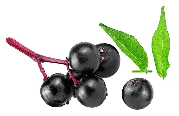 接骨木莓 Sambucus 和绿叶的特写 背景为白色 黑莓果群 — 图库照片