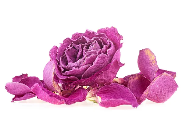 Faded purple rose on petals isolated on a white background. Faded dying rose.