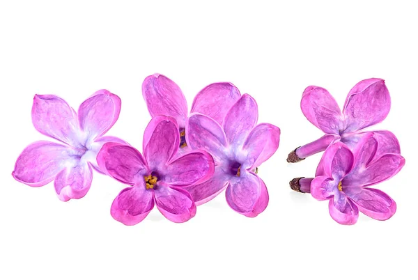 Flores Lila Púrpura Aisladas Sobre Fondo Blanco Cerca — Foto de Stock