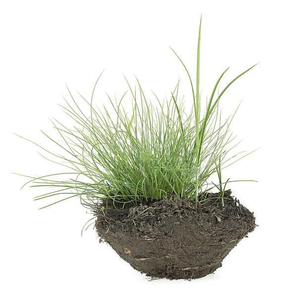 Green Grass Soil Isolated White Background — Stock Photo, Image