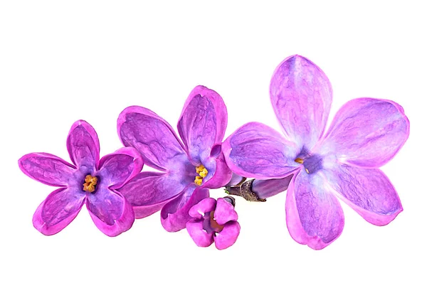 Flores Lila Púrpura Aisladas Sobre Fondo Blanco — Foto de Stock
