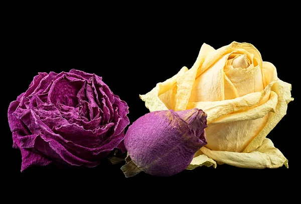 Colored faded roses isolated on a black background. Faded dying roses.