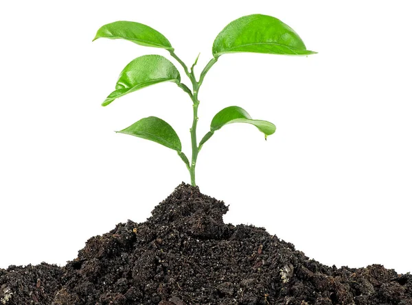 Junge Pflanze Baum Wächst Sämling Der Erde Auf Weißem Hintergrund — Stockfoto