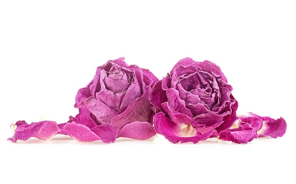 Faded purple roses with petals isolated on a white background. Faded dying roses.