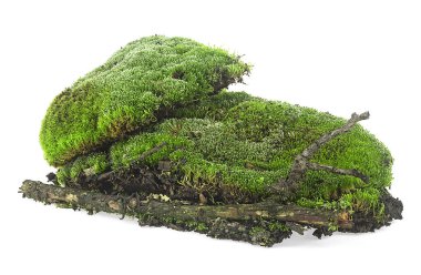 Beyaz arka planda çürük dallı yeşil yosunlu tepe. Toprakta yeşil yosun.