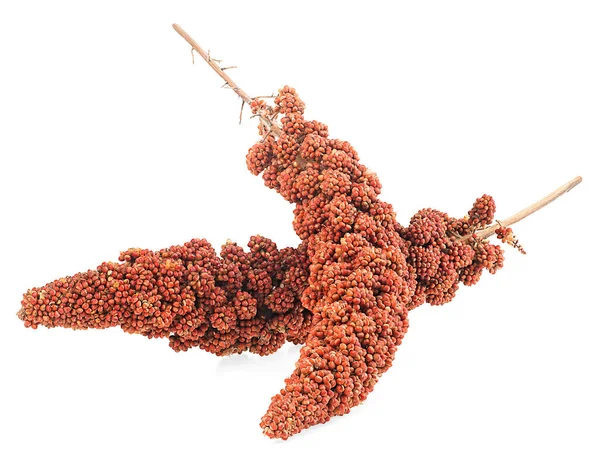意大利小米 红色小米种子的分枝在白色的背景上被分离出来 糖尿病患者的健康食品 — 图库照片