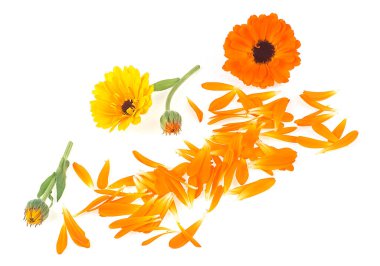 Kadife çiçekleri - beyaz bir arka planda izole edilmiş takviye bitkisinin yaprakları ve çiçekleri.