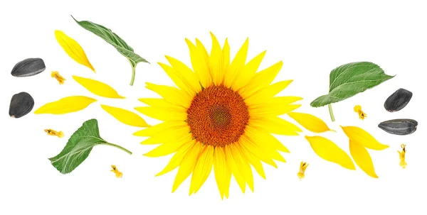 Gelbe Sonnenblumen Sonnenblumenkerne Und Blütenblätter Isoliert Auf Weißem Hintergrund Draufsicht — Stockfoto