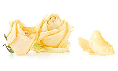 Beyaz arka planda solmuş güller ve yapraklar