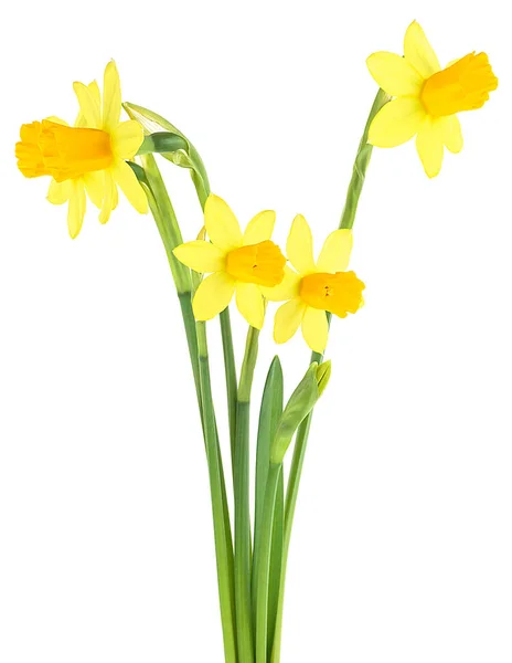 Frühlingsblumen Strauß Gelber Narzissenblüten Isoliert Auf Weißem Hintergrund — Stockfoto