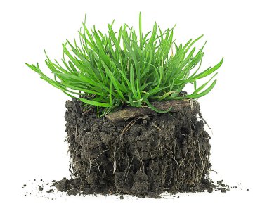 Siyah toprakta kökleri olan yeşil çayır otları beyaz arka planda izole edilmiş.
