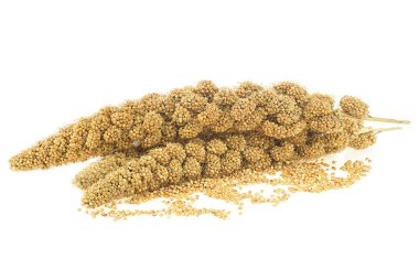 Twigs of Senegal millet and grains of millet isolated on a white background