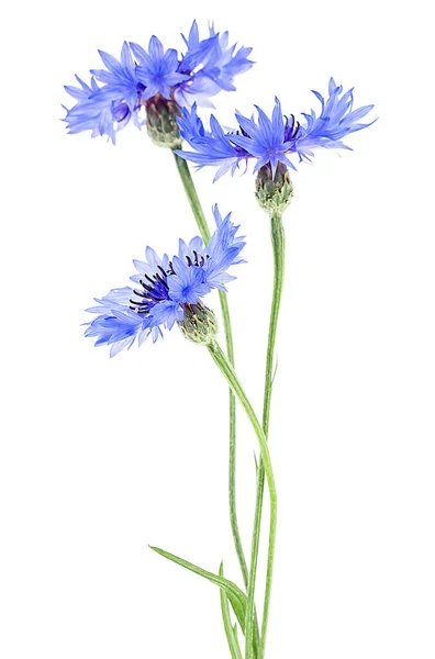 Centaurée Fleur Sauvage Bleuet Bleu Isolée Sur Fond Blanc Bouton — Photo