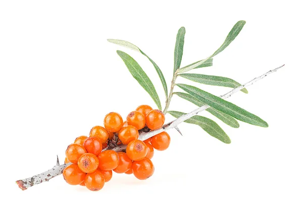 Twig Sea Buckthorn Berry Green Leaves Isolated White Background — Stok Foto