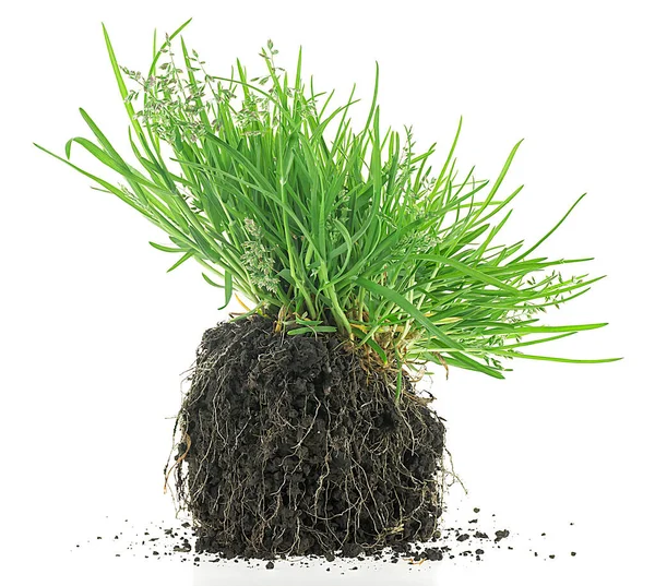 Gardening Concept Young Green Grass Black Soil Isolated White Background — Stock Photo, Image