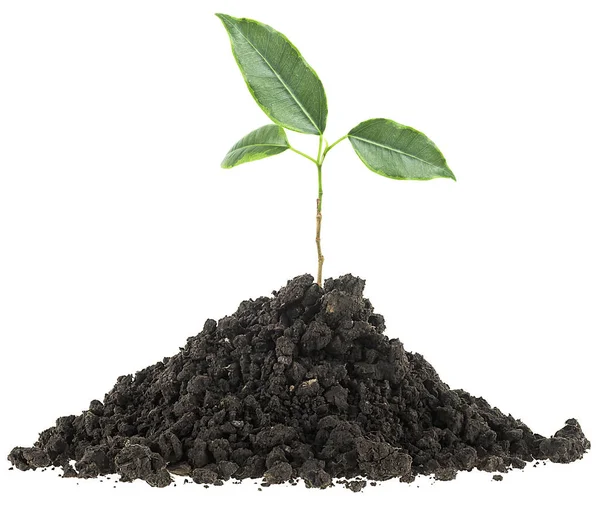 Termékeny Talaj Zöld Növény Fehér Alapon Elszigetelve Fekete Föld Humusz — Stock Fotó