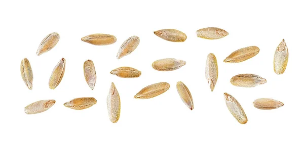 黑麦种子在白色背景上被隔离 顶部视图 黑麦谷类 — 图库照片