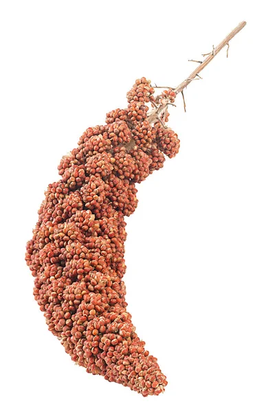 イタリアのキビ 白い背景に隔離された赤いキビの種の小枝 糖尿病患者のための健康食品 — ストック写真