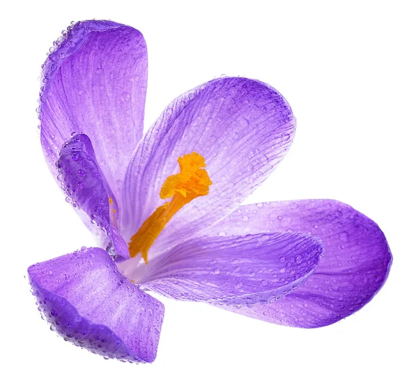 Lila Tavaszi Crocus Virág Vízcseppek Elszigetelt Fehér Alapon — Stock Fotó