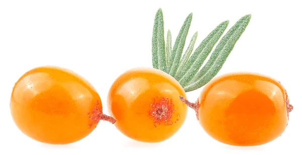 Sea Buckthorn Leaves Isolated White Background Fresh Ripe Berries — Stock Photo, Image