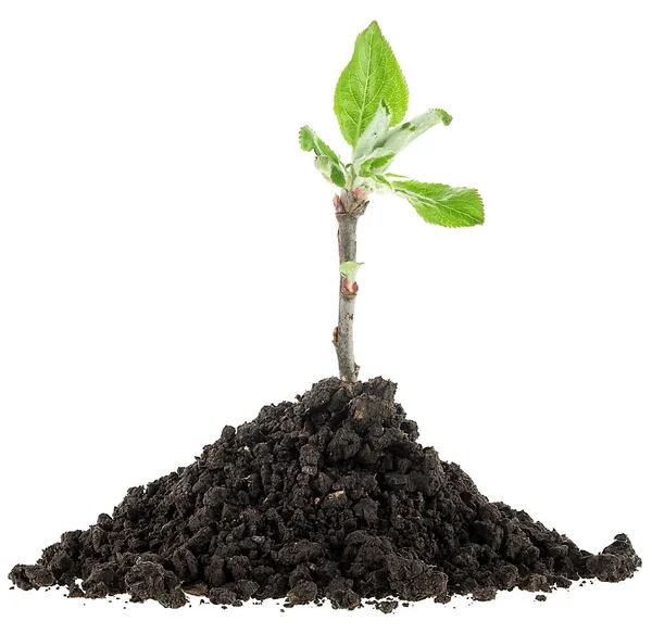 Куча Черной Почвы Зеленое Растение Яблони Изолированы Белом Фоне — стоковое фото
