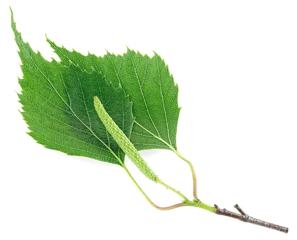 Grüne Birkenknospen Und Blätter Isoliert Auf Weißem Hintergrund Gesundheitswesen Medizin — Stockfoto