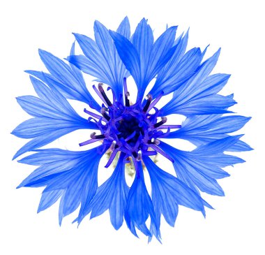 Beyaz arka planda izole edilmiş mavi çiçek, makro. Mavi mısır çiçeği bitkisi ya da bekarlığa veda çiçeği.