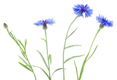 Beyaz arkaplanda izole edilmiş mavi çiçek grubu