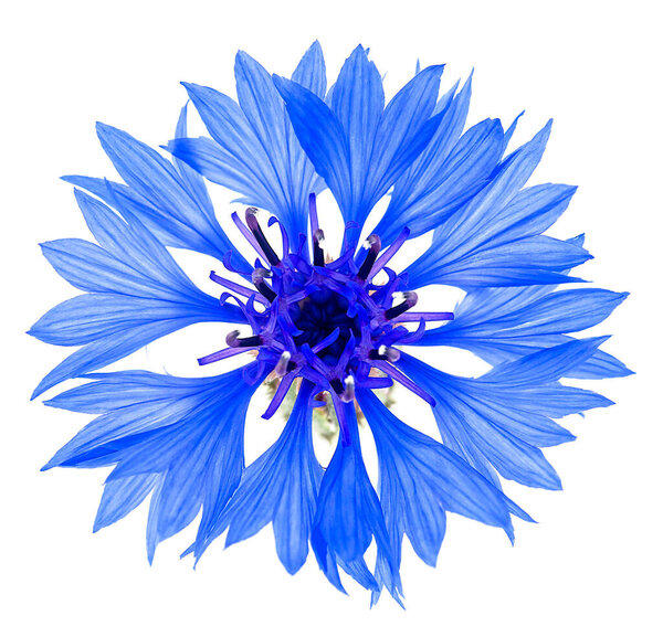 Синий васильковый цветок изолирован на белом фоне, макрос. Синий васильковый цветок или цветок бакалавра.